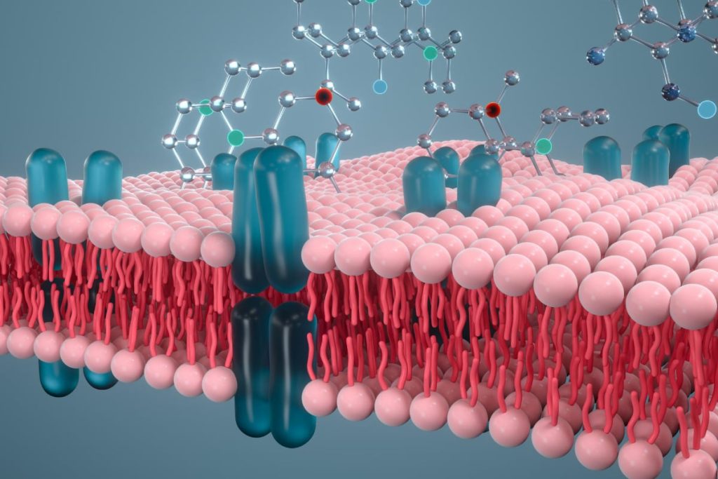 Cell and Molecular Biology Major